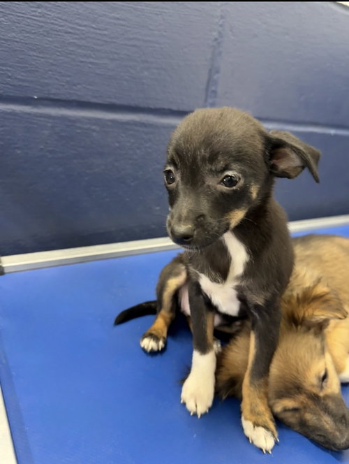 Button 2mo AVA 10/7 Kids 10 + Only, a dog for adoption from Animal Shelter Inc. of Sterling MA