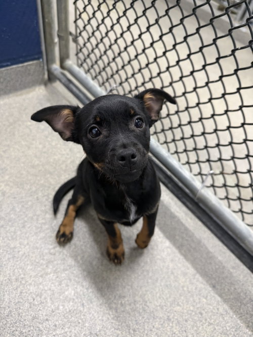 Bunny 2mo AVA 10/7 Kids 10 + Only, a dog for adoption from Animal Shelter Inc. of Sterling MA