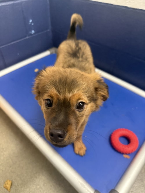 Bacon 2mo AVA 10/7 Kids 10 + Only, a dog for adoption from Animal Shelter Inc. of Sterling MA
