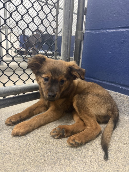Photo 2 of Bacon 2mo AVA 10/7 Kids 10 + Only