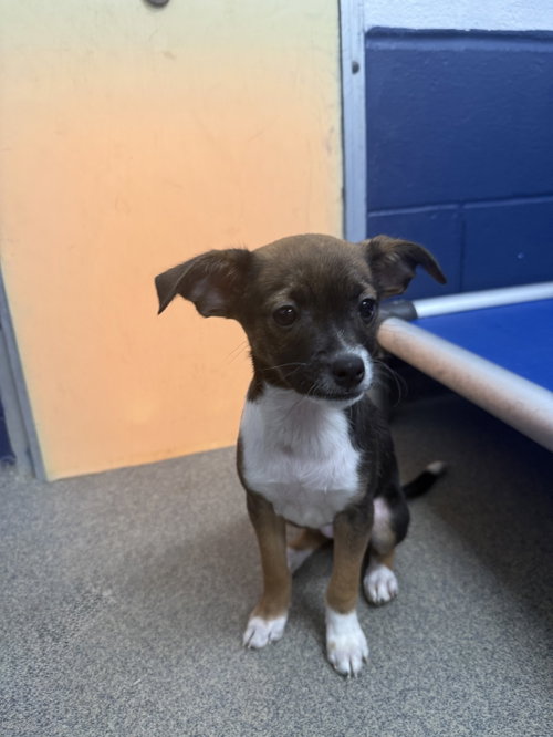 Blossom 2mo AVA 10/7 Kids 10 + Only, a dog for adoption from Animal Shelter Inc. of Sterling MA