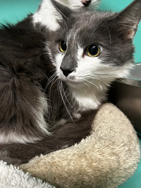 Hazel 4yrs male, Domestic Short Hair