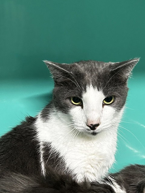 Max 4yrs, a cat for adoption from Animal Shelter Inc. of Sterling MA