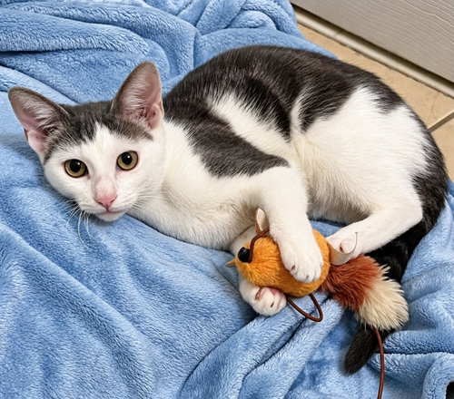 Jewel 5 months AVA 10/8, a cat for adoption from Animal Shelter Inc. of Sterling MA