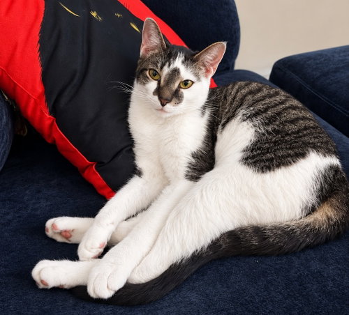 Fish 2 years AVA 10/8, a cat for adoption from Animal Shelter Inc. of Sterling MA