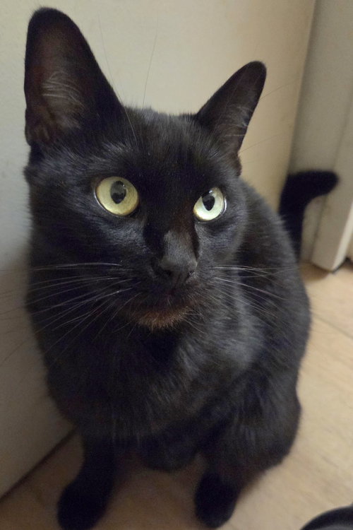 Mariska 1yr AVA 10/8, a cat for adoption from Animal Shelter Inc. of Sterling MA