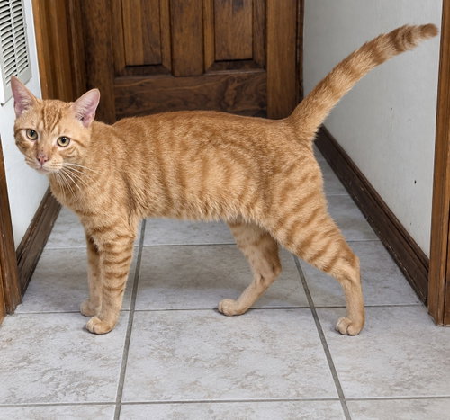 Caruso 2 years AVA 10/8, a cat for adoption from Animal Shelter Inc. of Sterling MA