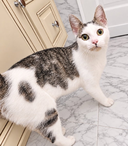 Willa 2yrs AVA 10/8, a cat for adoption from Animal Shelter Inc. of Sterling MA
