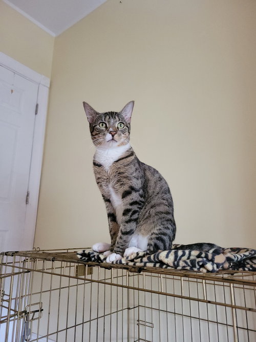 Mr.Pickle 1 year AVA 10/8, a cat for adoption from Animal Shelter Inc. of Sterling MA