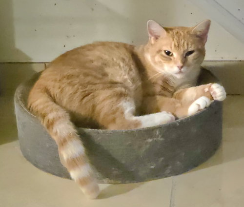 Twila 2yrs AVA 10/8, a cat for adoption from Animal Shelter Inc. of Sterling MA
