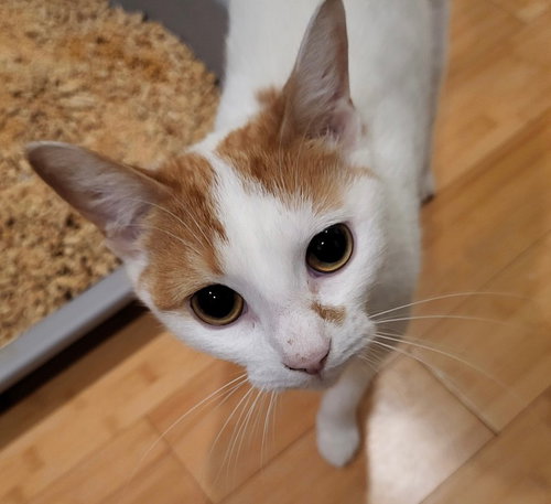 Mercy 8 months AVA 10/8, a cat for adoption from Animal Shelter Inc. of Sterling MA