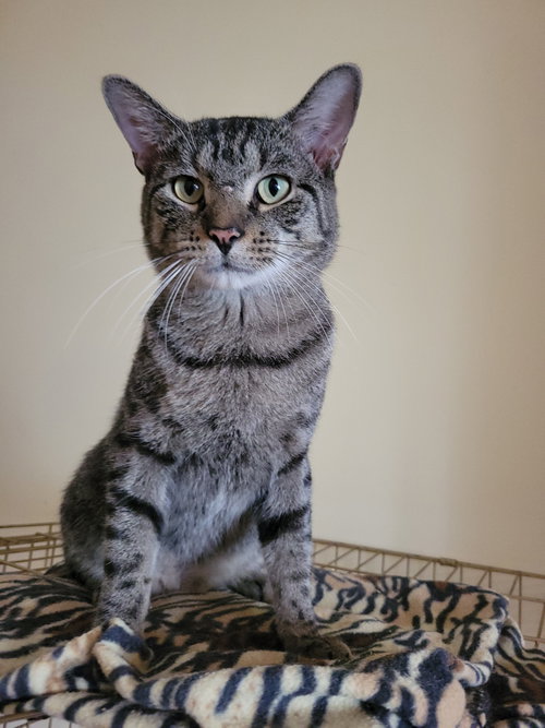 Tucker 1yr AVA 10/8, a cat for adoption from Animal Shelter Inc. of Sterling MA
