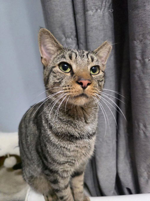 Sinky 2 years AVA 10/8, a cat for adoption from Animal Shelter Inc. of Sterling MA