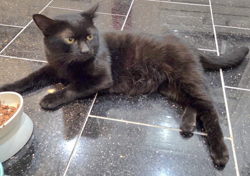 Nero 2 years AVA 10/8, a cat for adoption from Animal Shelter Inc. of Sterling MA