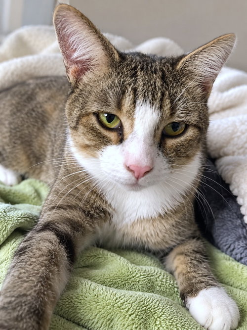 Zane 1 year AVA 10/8, a cat for adoption from Animal Shelter Inc. of Sterling MA