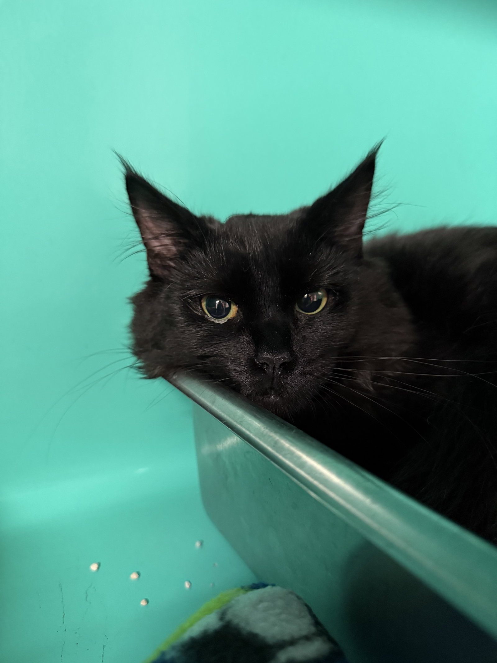 Artemisa 5mo, Domestic Medium Hair