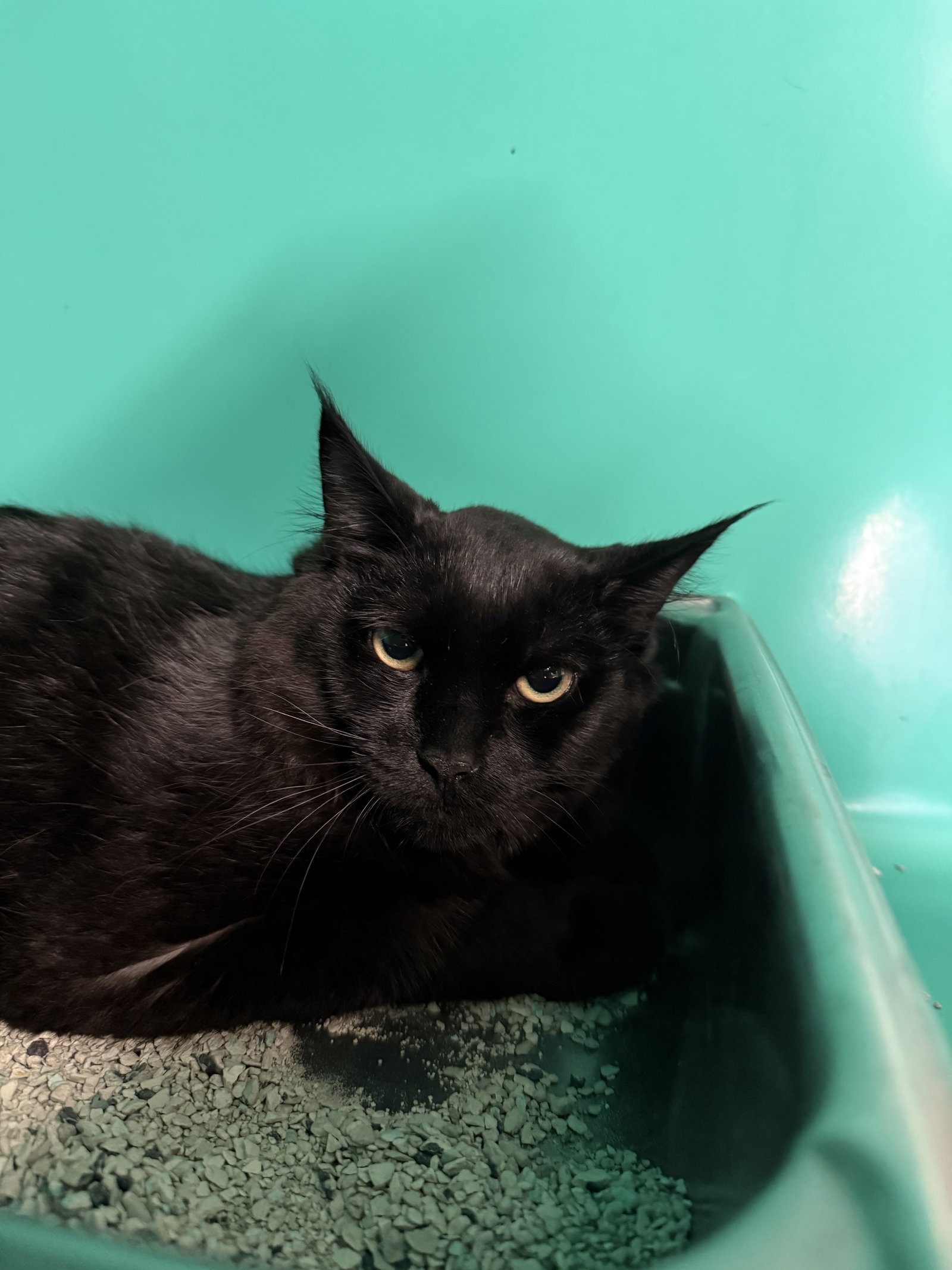 Apolo 5mo, Domestic Medium Hair