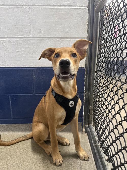 Toffee - 5 Months, a dog for adoption from Animal Shelter Inc. of Sterling MA