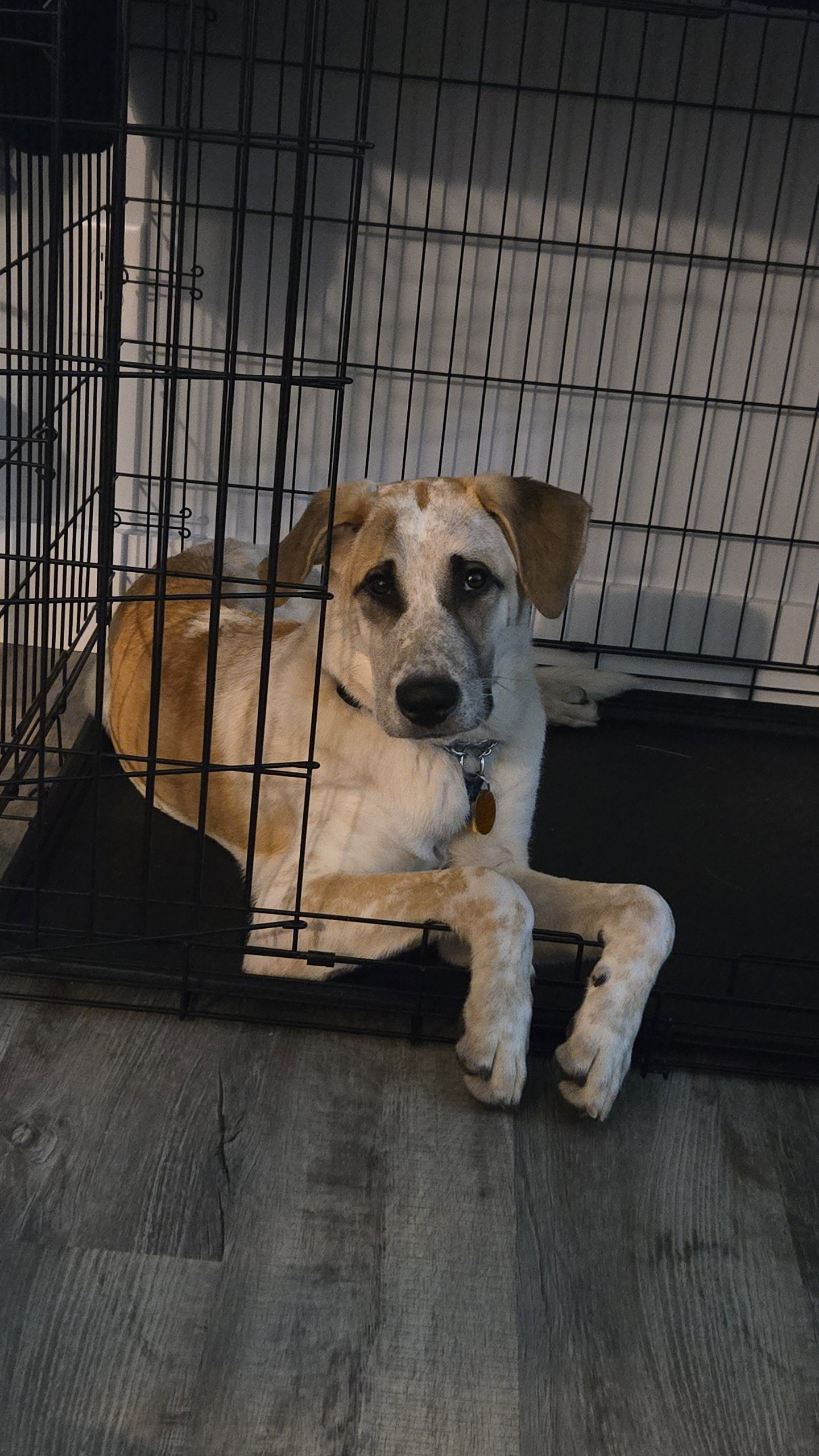 Ralph - 7 Months ( Great with kids and dogs )