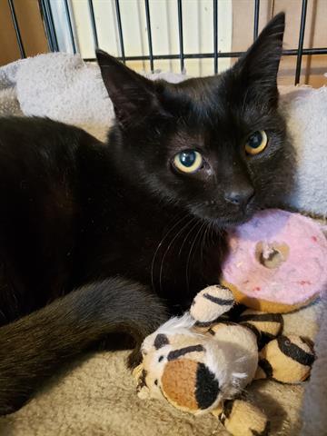 adoptable Cat in Norfolk, VA named AZALEA