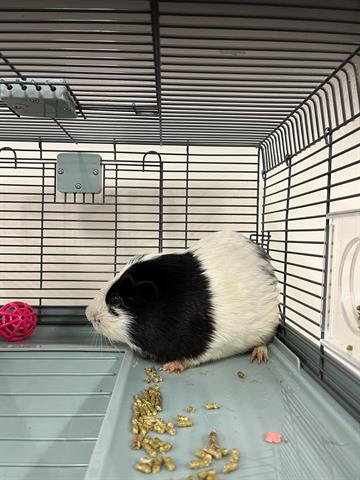 OREO - Guinea Pig available for adoption