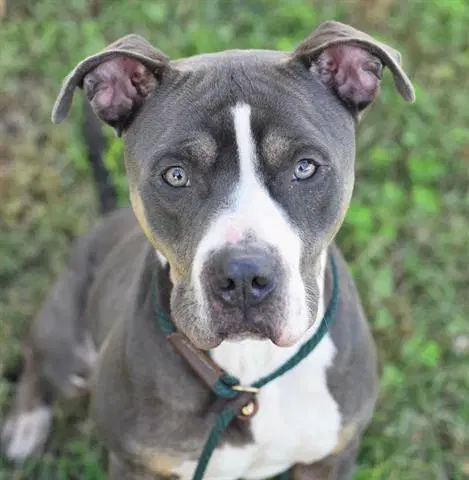 Bolt - Pit Bull Terrier