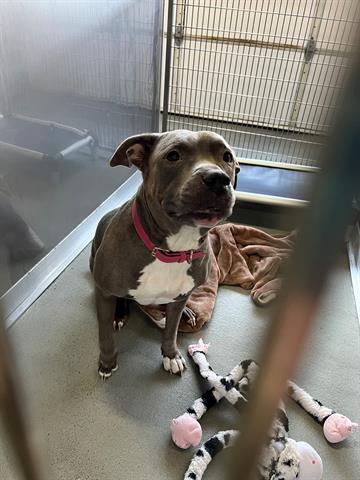 adoptable Dog in Norfolk, VA named COOKIE