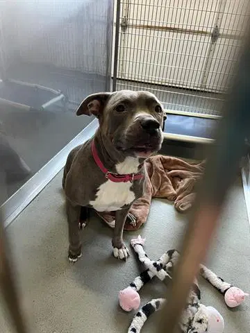 Cookie - Staffordshire Bull Terrier