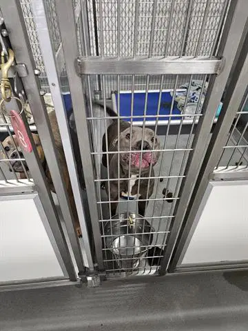 Frito - Pit Bull Terrier