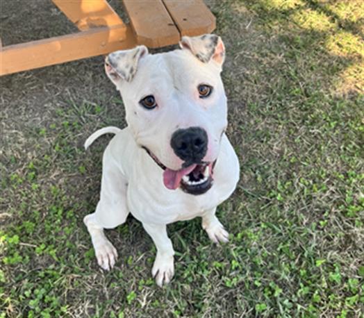 adoptable Dog in Norfolk, VA named DUCKIE