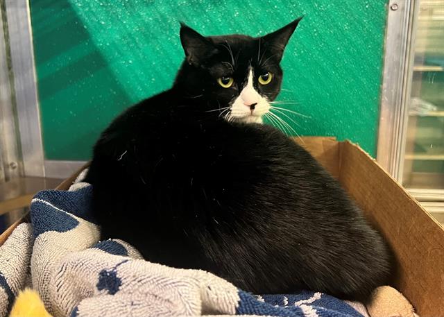 adoptable Cat in Norfolk, VA named REVA