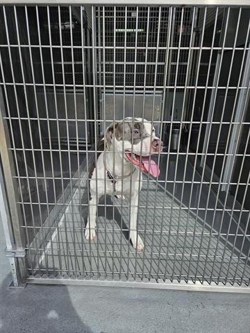 adoptable Dog in Norfolk, VA named LADY