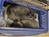adoptable Rabbit in , VA named HALSEY