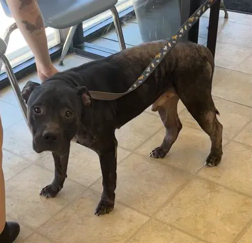 Griffin - Pit Bull Terrier