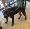adoptable Dog in norfolk, VA named GRIFFIN