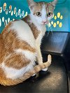 adoptable Cat in norfolk, VA named ROAST