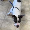 adoptable Dog in norfolk, VA named MOO COW