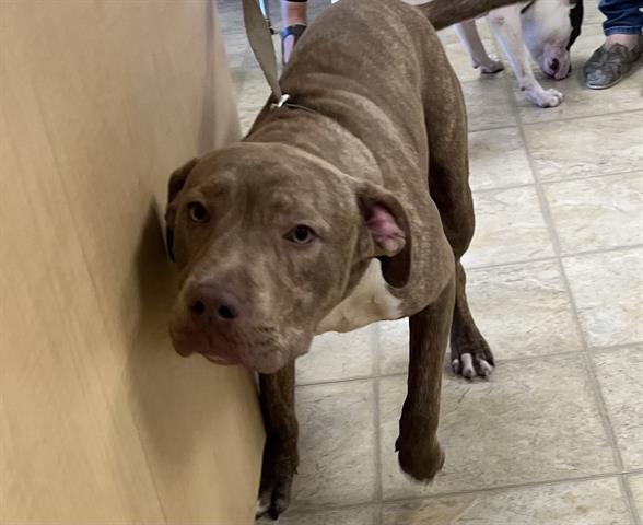 adoptable Dog in Norfolk, VA named BARN YARD