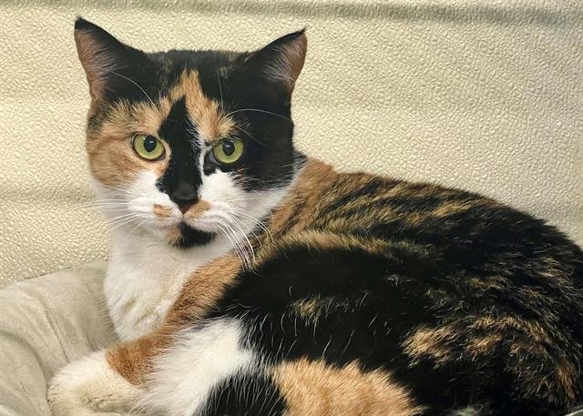 adoptable Cat in Norfolk, VA named INDIA