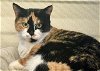 adoptable Cat in , VA named INDIA