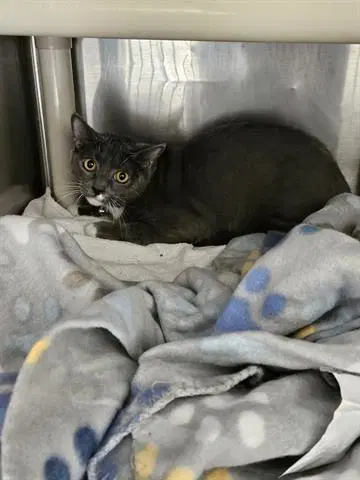 Unknown - Domestic Short Hair