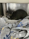 adoptable Cat in Norfolk, VA named A070992