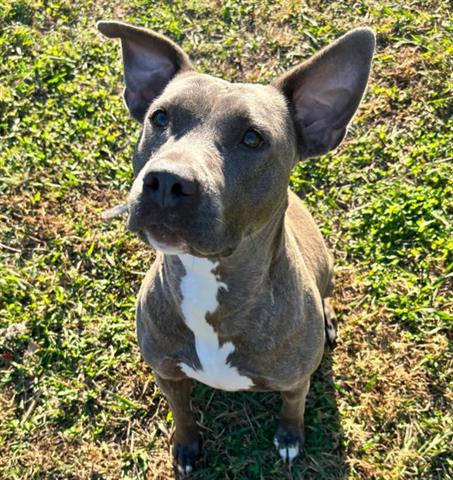 adoptable Dog in Norfolk, VA named CINNAMON