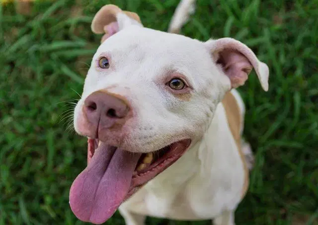 Tuna - Pit Bull Terrier