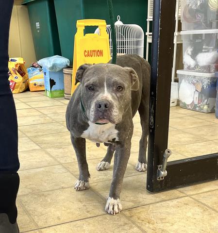 adoptable Dog in Norfolk, VA named TWIDDLE DEE