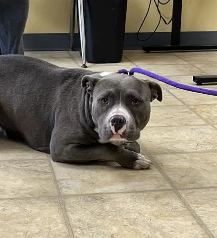 Twiddle Dum - Pit Bull Terrier
