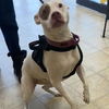 adoptable Dog in norfolk, VA named PINKY