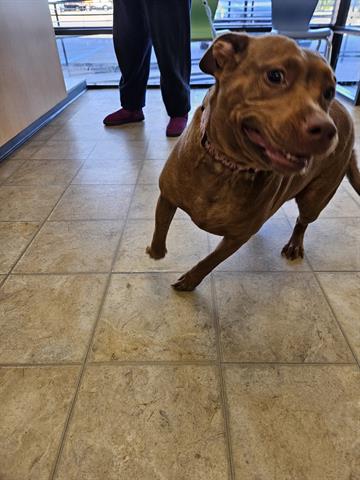 adoptable Dog in Norfolk, VA named FAYE