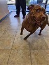adoptable Dog in , VA named FAYE