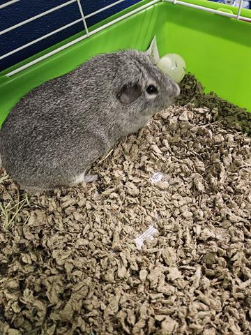 HENRY - Guinea Pig available for adoption
